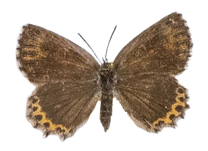 Zeritis orthrus — LYCAENIDAE/7 MINA AFRIKANSKA LYCAENIDER/Aphnaeini_DTR1188.jpg