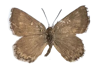 Aloeides barbarae — LYCAENIDAE/7 MINA AFRIKANSKA LYCAENIDER/Aphnaeini_DTR1188.jpg