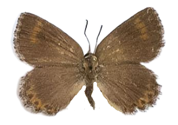 Aloeides barbarae — LYCAENIDAE/7 MINA AFRIKANSKA LYCAENIDER/Aphnaeini_DTR1188.jpg