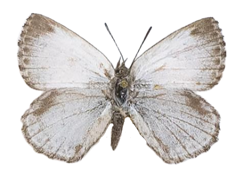 Zeritis barklyi — LYCAENIDAE/7 MINA AFRIKANSKA LYCAENIDER/Aphnaeini_DTR1188.jpg