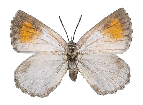 Zeritis barklyi — LYCAENIDAE/7 MINA AFRIKANSKA LYCAENIDER/Aphnaeini_DTR1188.jpg
