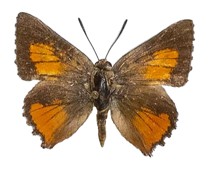 Axiocerses thyra — LYCAENIDAE/7 MINA AFRIKANSKA LYCAENIDER/Aphnaeini_DTR1188.jpg