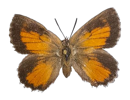 Axiocerses thyra — LYCAENIDAE/7 MINA AFRIKANSKA LYCAENIDER/Aphnaeini_DTR1188.jpg