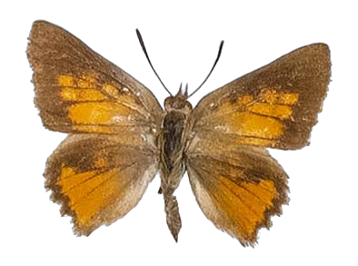 Axiocerses thyra — LYCAENIDAE/7 MINA AFRIKANSKA LYCAENIDER/Aphnaeini_DTR1188.jpg