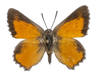 Axiocerses thyra — LYCAENIDAE/7 MINA AFRIKANSKA LYCAENIDER/Aphnaeini_DTR1188.jpg