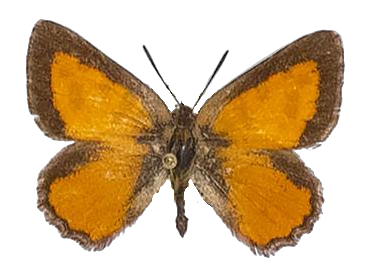 Aloeides dryas — LYCAENIDAE/7 MINA AFRIKANSKA LYCAENIDER/Aphnaeini_DTR1188.jpg