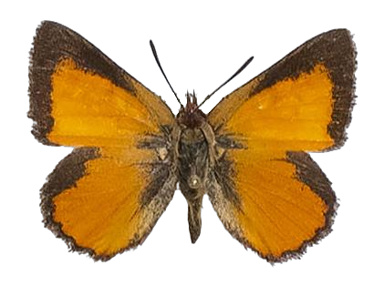 Aloeides penningtoni — LYCAENIDAE/7 MINA AFRIKANSKA LYCAENIDER/Aphnaeini_DTR1188.jpg