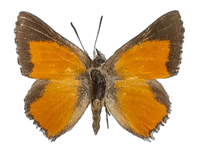 Aloeides vansoni juana — LYCAENIDAE/7 MINA AFRIKANSKA LYCAENIDER/Aphnaeini_DTR1188.jpg