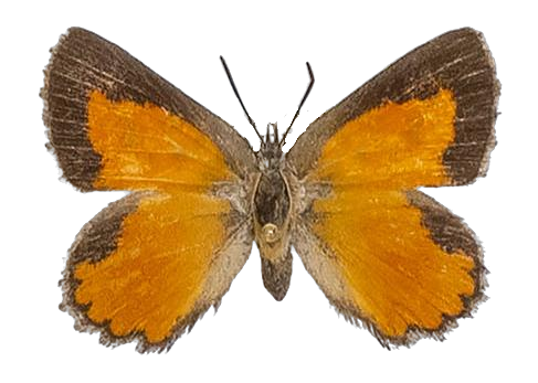 Aloeides vansoni juana — LYCAENIDAE/7 MINA AFRIKANSKA LYCAENIDER/Aphnaeini_DTR1188.jpg