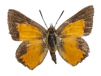 Aloeides carolynnae — LYCAENIDAE/7 MINA AFRIKANSKA LYCAENIDER/Aphnaeini_DTR1188.jpg