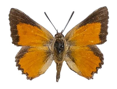Aloeides depicta apicalis — LYCAENIDAE/7 MINA AFRIKANSKA LYCAENIDER/Aphnaeini_DTR1188.jpg