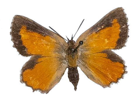 Aloeides depicta apicalis — LYCAENIDAE/7 MINA AFRIKANSKA LYCAENIDER/Aphnaeini_DTR1188.jpg