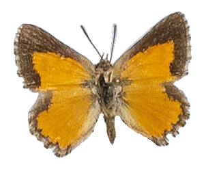 Aloeides lutescens — LYCAENIDAE/7 MINA AFRIKANSKA LYCAENIDER/Aphnaeini_DTR1188.jpg