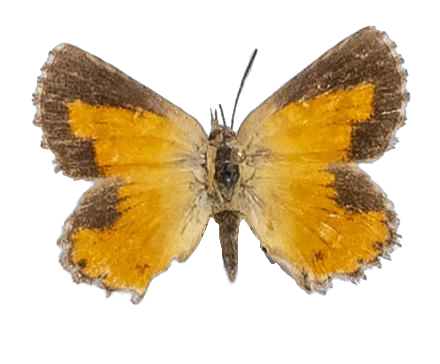 Aloeides lutescens — LYCAENIDAE/7 MINA AFRIKANSKA LYCAENIDER/Aphnaeini_DTR1188.jpg