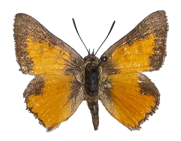 Aloeides margaretae — LYCAENIDAE/7 MINA AFRIKANSKA LYCAENIDER/Aphnaeini_DTR1188.jpg