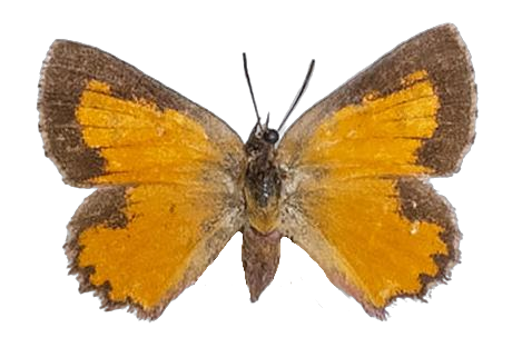 Aloeides margaretae — LYCAENIDAE/7 MINA AFRIKANSKA LYCAENIDER/Aphnaeini_DTR1188.jpg
