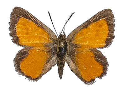 Aloeides oreas — LYCAENIDAE/7 MINA AFRIKANSKA LYCAENIDER/Aphnaeini_DTR1188.jpg