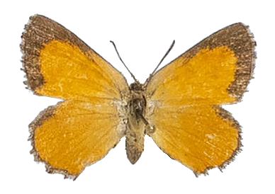 Aloeides gowani — LYCAENIDAE/7 MINA AFRIKANSKA LYCAENIDER/Aphnaeini_DTR1188.jpg