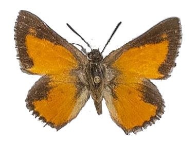 Aloeides arida — LYCAENIDAE/7 MINA AFRIKANSKA LYCAENIDER/Aphnaeini_DTR1188.jpg