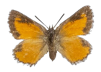 Aloeides arida — LYCAENIDAE/7 MINA AFRIKANSKA LYCAENIDER/Aphnaeini_DTR1188.jpg