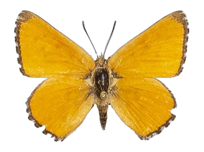 Aloeides simplex — LYCAENIDAE/7 MINA AFRIKANSKA LYCAENIDER/Aphnaeini_DTR1188.jpg