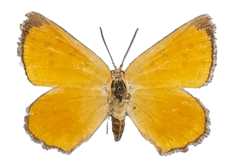 Aloeides simplex — LYCAENIDAE/7 MINA AFRIKANSKA LYCAENIDER/Aphnaeini_DTR1188.jpg
