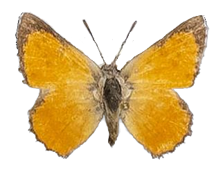 Aloeides nollothi — LYCAENIDAE/7 MINA AFRIKANSKA LYCAENIDER/Aphnaeini_DTR1188.jpg