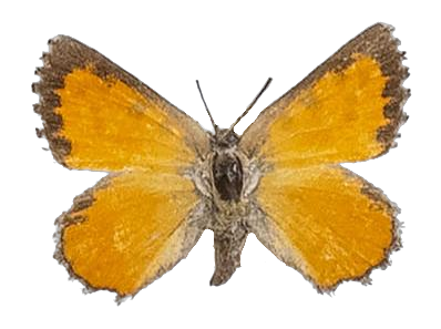 Aloeides nollothi — LYCAENIDAE/7 MINA AFRIKANSKA LYCAENIDER/Aphnaeini_DTR1188.jpg