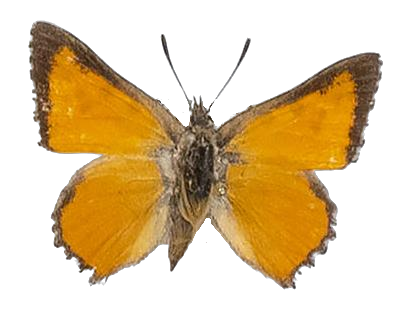 Aloeides bamptoni — LYCAENIDAE/7 MINA AFRIKANSKA LYCAENIDER/Aphnaeini_DTR1188.jpg