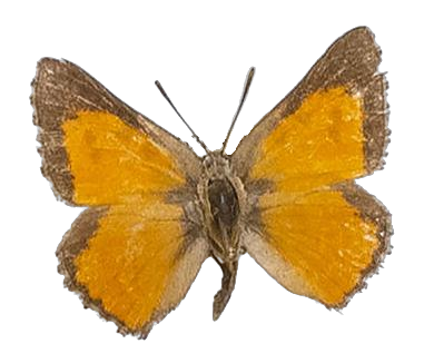 Aloeides vansoni — LYCAENIDAE/7 MINA AFRIKANSKA LYCAENIDER/Aphnaeini_DTR1188.jpg