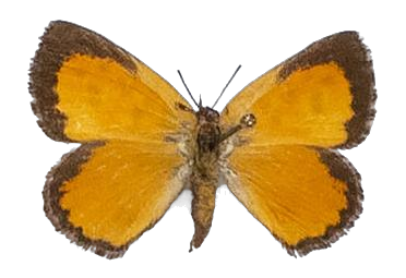Aloeides dentatus dentatus — LYCAENIDAE/7 MINA AFRIKANSKA LYCAENIDER/Aphnaeini_DTR1188.jpg