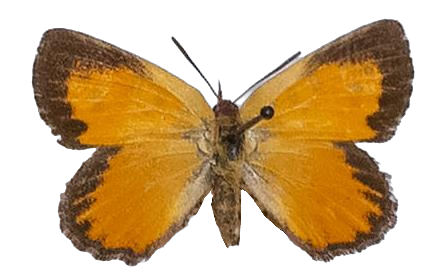 Aloeides dentatus dentatus — LYCAENIDAE/7 MINA AFRIKANSKA LYCAENIDER/Aphnaeini_DTR1188.jpg