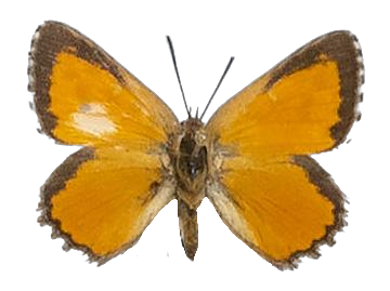 Aloeides dentatus maseruna — LYCAENIDAE/7 MINA AFRIKANSKA LYCAENIDER/Aphnaeini_DTR1188.jpg