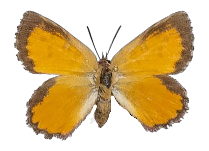 Aloeides dentatus maseruna — LYCAENIDAE/7 MINA AFRIKANSKA LYCAENIDER/Aphnaeini_DTR1188.jpg
