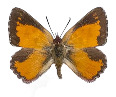 Aloeides rossouwi — LYCAENIDAE/7 MINA AFRIKANSKA LYCAENIDER/Aphnaeini_DTR1188.jpg