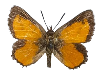 Aloeides merces — LYCAENIDAE/7 MINA AFRIKANSKA LYCAENIDER/Aphnaeini_DTR1188.jpg