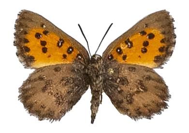 Aloeides merces — LYCAENIDAE/7 MINA AFRIKANSKA LYCAENIDER/Aphnaeini_DTR1188.jpg
