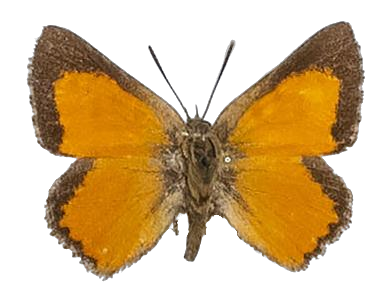 Aloeides rileyi — LYCAENIDAE/7 MINA AFRIKANSKA LYCAENIDER/Aphnaeini_DTR1188.jpg