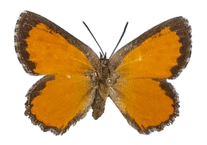 Aloeides rileyi — LYCAENIDAE/7 MINA AFRIKANSKA LYCAENIDER/Aphnaeini_DTR1188.jpg