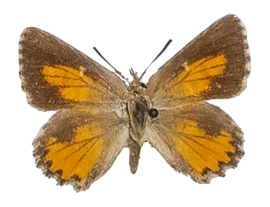 Aloeides pallida pallida — LYCAENIDAE/7 MINA AFRIKANSKA LYCAENIDER/Aphnaeini_DTR1188.jpg