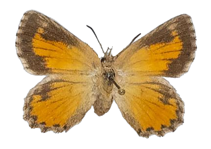Aloeides pallida pallida — LYCAENIDAE/7 MINA AFRIKANSKA LYCAENIDER/Aphnaeini_DTR1188.jpg