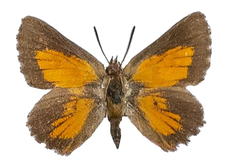 Aloeides pallida littoralis — LYCAENIDAE/7 MINA AFRIKANSKA LYCAENIDER/Aphnaeini_DTR1188.jpg