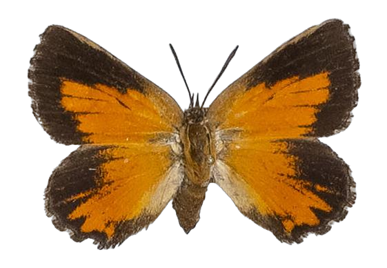 Aloeides pallida littoralis — LYCAENIDAE/7 MINA AFRIKANSKA LYCAENIDER/Aphnaeini_DTR1188.jpg