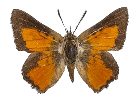 Aloeides pallida grandis — LYCAENIDAE/7 MINA AFRIKANSKA LYCAENIDER/Aphnaeini_DTR1188.jpg