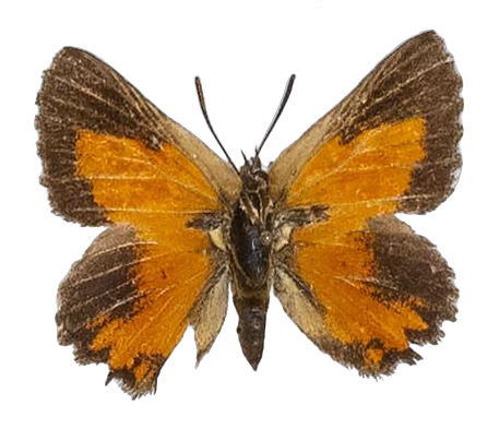 Aloeides pallida grandis — LYCAENIDAE/7 MINA AFRIKANSKA LYCAENIDER/Aphnaeini_DTR1188.jpg