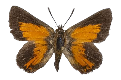 Aloeides pallida grandis — LYCAENIDAE/7 MINA AFRIKANSKA LYCAENIDER/Aphnaeini_DTR1188.jpg