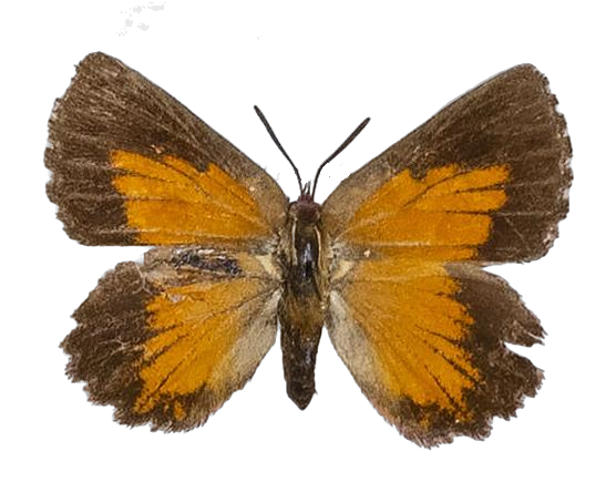 Aloeides pallida grandis — LYCAENIDAE/7 MINA AFRIKANSKA LYCAENIDER/Aphnaeini_DTR1188.jpg