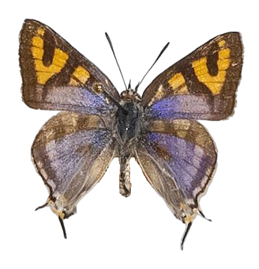 Spindasis natalensis — LYCAENIDAE/7 MINA AFRIKANSKA LYCAENIDER/Aphnaeini_DTR1189.jpg