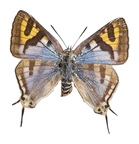 Spindasis natalensis — LYCAENIDAE/7 MINA AFRIKANSKA LYCAENIDER/Aphnaeini_DTR1189.jpg