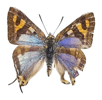 Spindasis natalensis — LYCAENIDAE/7 MINA AFRIKANSKA LYCAENIDER/Aphnaeini_DTR1189.jpg